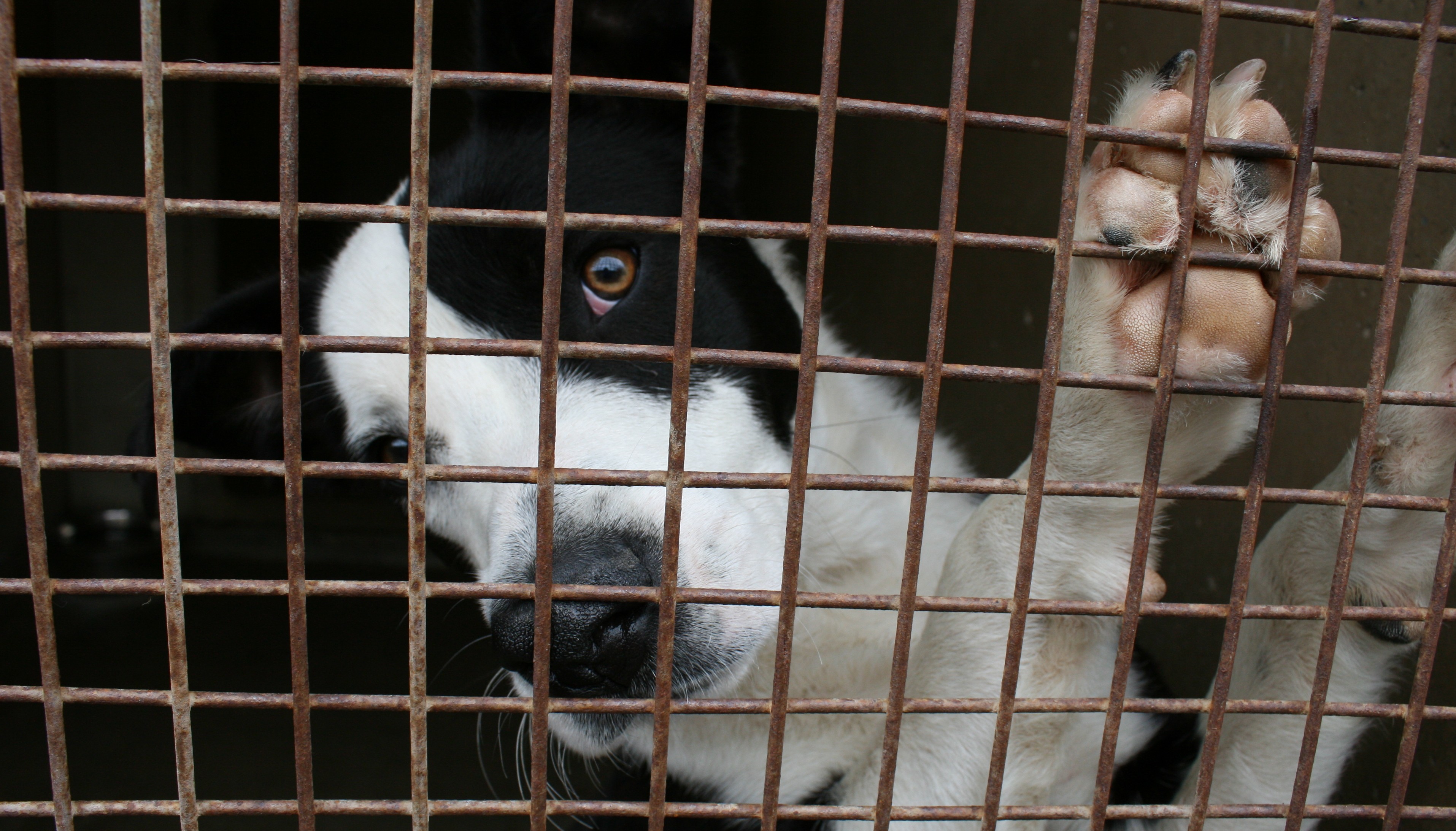 puppy pound sofia s stray firm hits out at s irresponsibility the puppy pound sofia s stray firm hits out at s irresponsibility the
