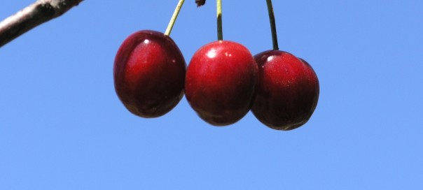 three cherries hanging from a branch