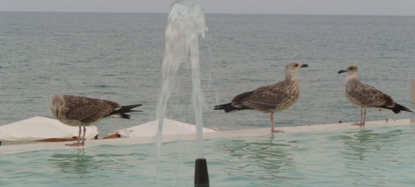 Seagulls at Riviera resort Golden Sands Bulgarian Black Sea coast photo Clive Leviev-Sawyer