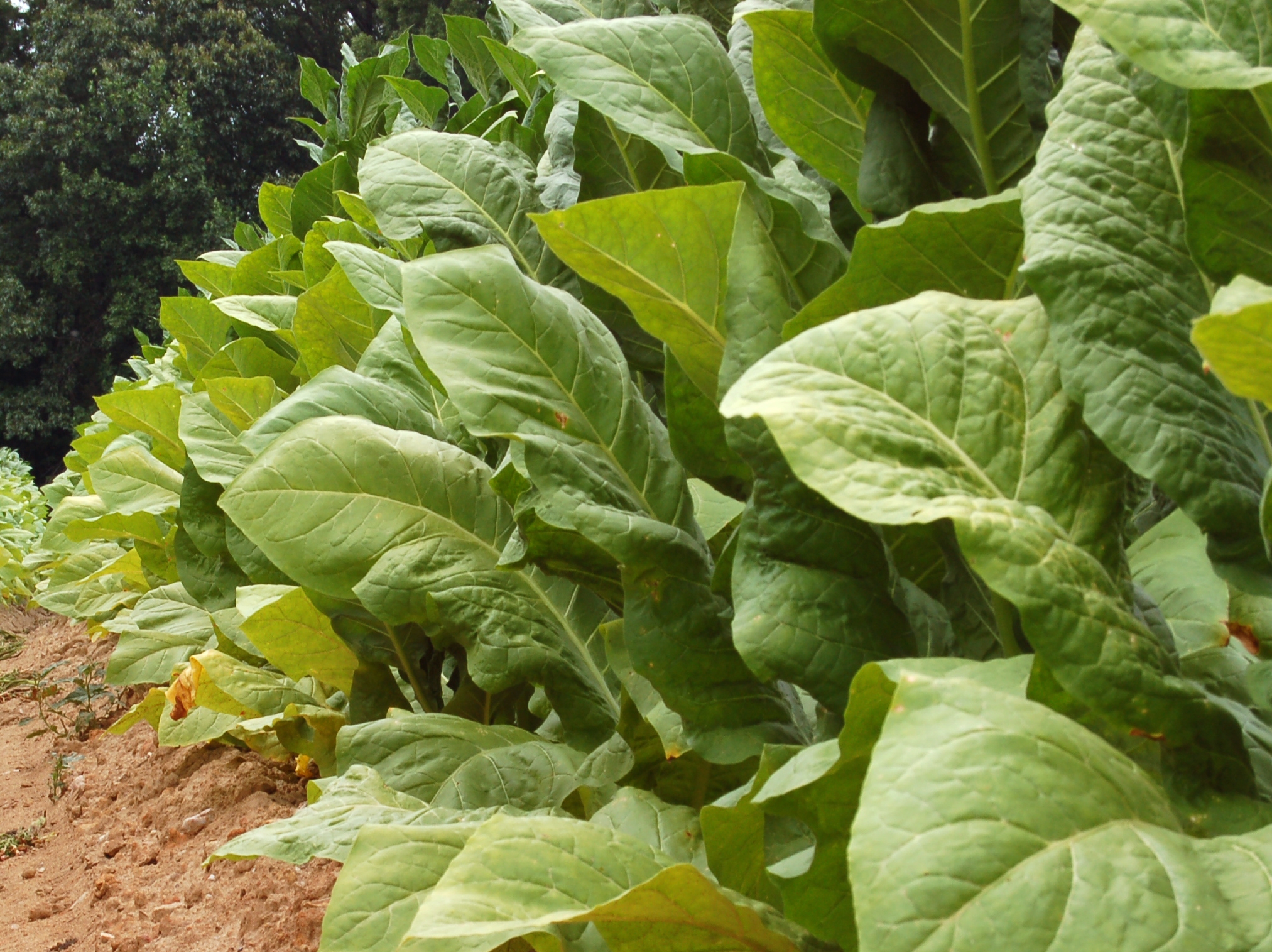 Bulgarian tobacco producers plan protest against lack of EU funding The Sofia Globe