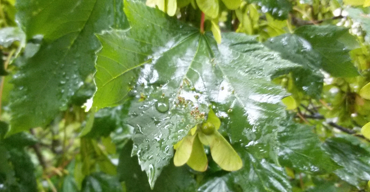 Bulgaria’s May 2025 was among the three coldest May months in 20 years