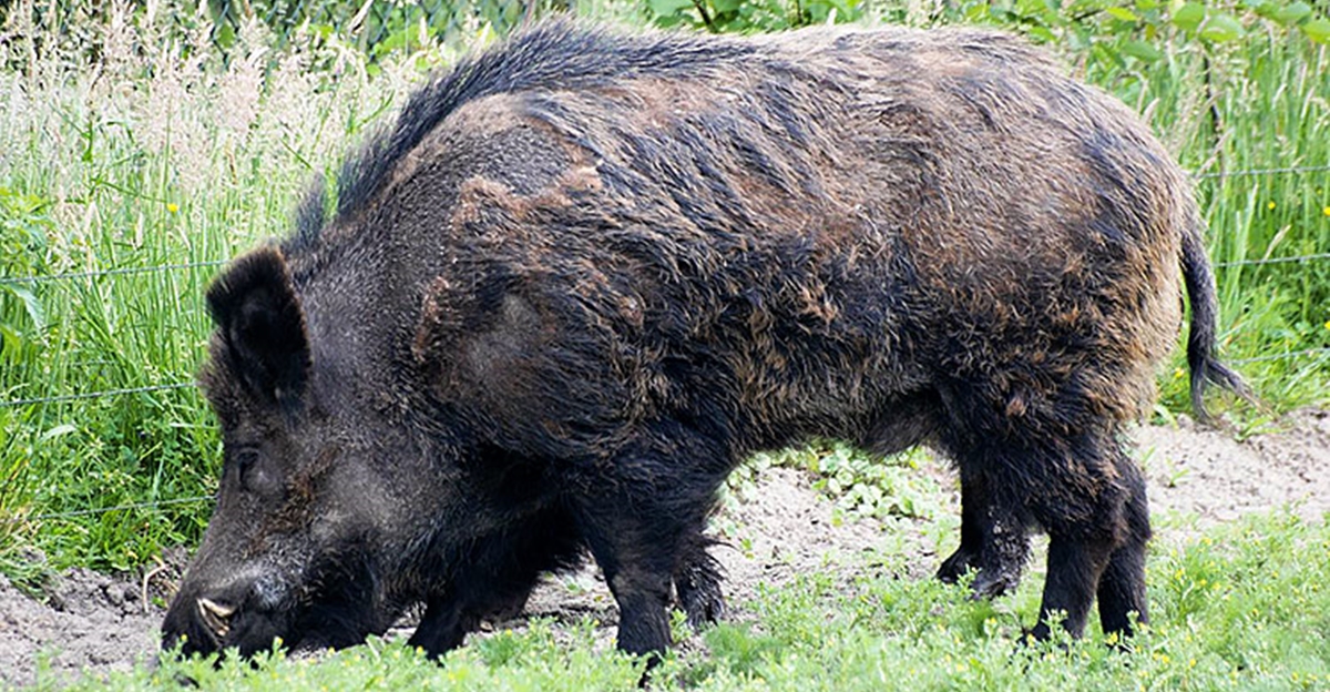 African Swine Fever Bulgaria triples bounty on wild boar The Sofia Globe