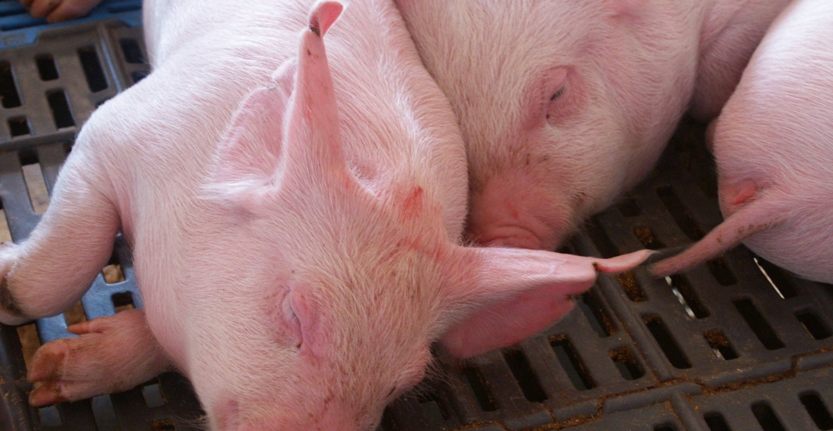 ASF: Culling begins at another industrial pig farm in Bulgaria