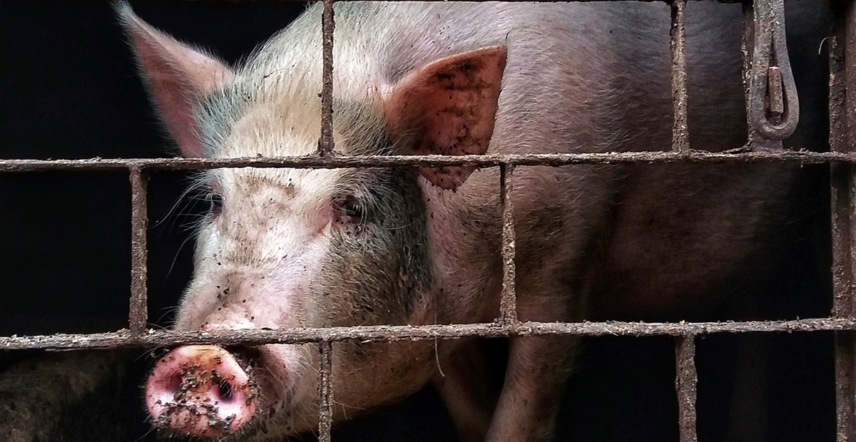 ASF: Culling at industrial pig farm in Bulgaria’s Rousse continues