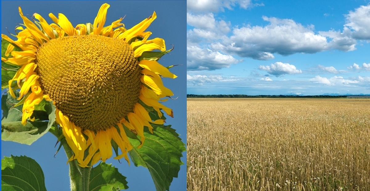 Imports from Ukraine Bulgarian sunflower oil producers happy, grain