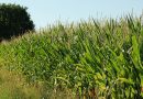 EC report: Extreme weather affecting Europe’s crops and fodder supply