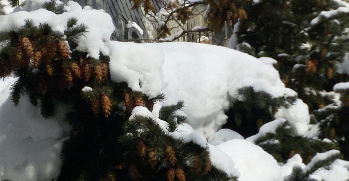 Bulgaria’s January 2025 has been driest January since 2021