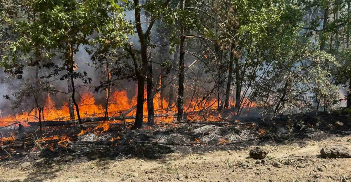 Bulgaria’s wildfires: More aid for families as political blame game erupts