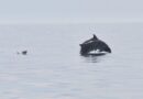 New cases of dolphins being found dead on Bulgaria’s Black Sea coast
