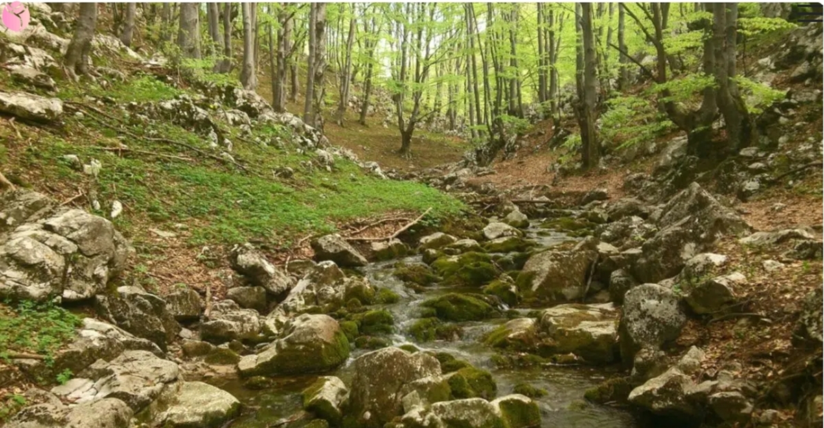 The forest you carry