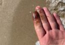 Bulgaria’s Environment Ministry responds to reports of oil pollution on country’s Black Sea beaches