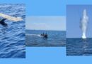 Bulgarian Navy destroys drone found floating east of Ahtopol