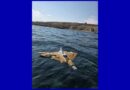 Bulgarian Navy destroys drone found near Sveti Ivan island